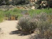 Joshua Tree & Hidden Valley (8).JPG